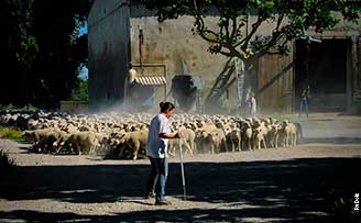 Troupeau de moutons