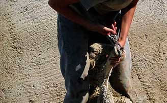 Entretien des moutons