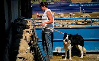 Le contage des ovins