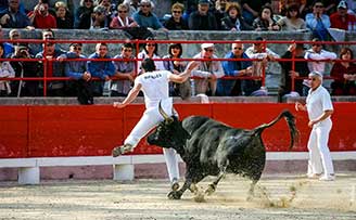 Taureau coup de cornes