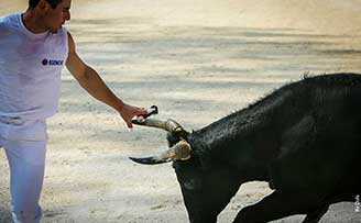 Raseteur si proche des cornes