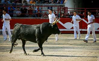 Taureau dans les Arènes de Beaucaire