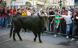 Taureau en liberté dans les rues