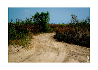 Le chemin des dunes.