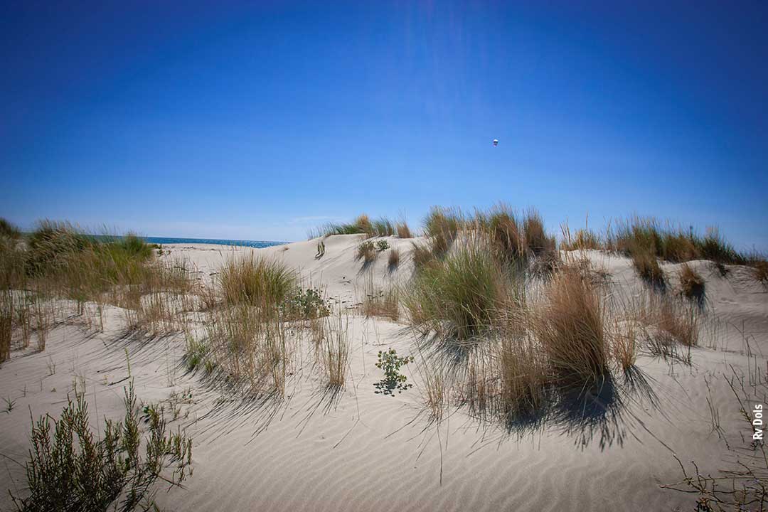 Les dunes de sable.