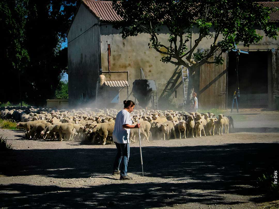 Le troupeau.