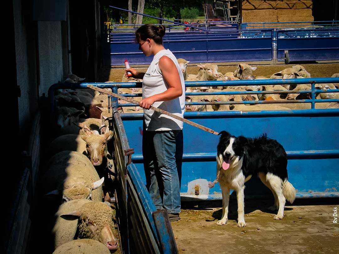 Elle compte les moutons.