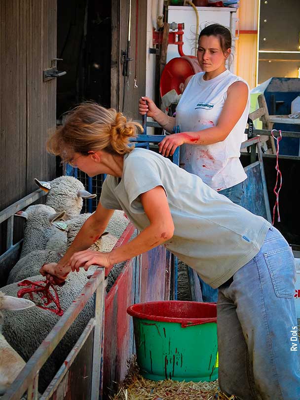 Le marquage des moutons.