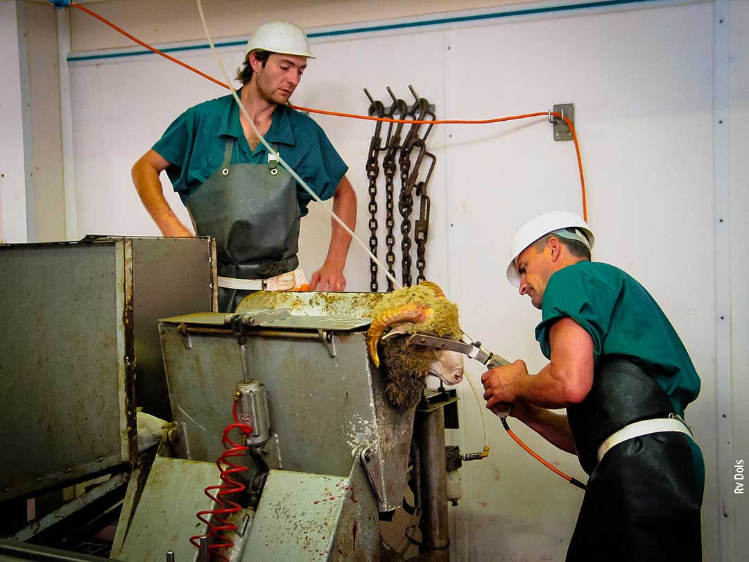 L'abattoir.