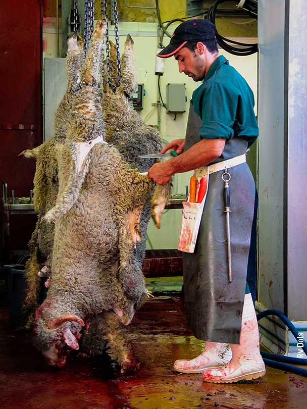 Dépiauter le mouton mort