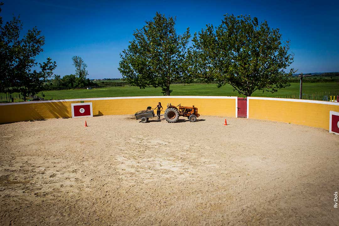 Les arènes de l'élévage.