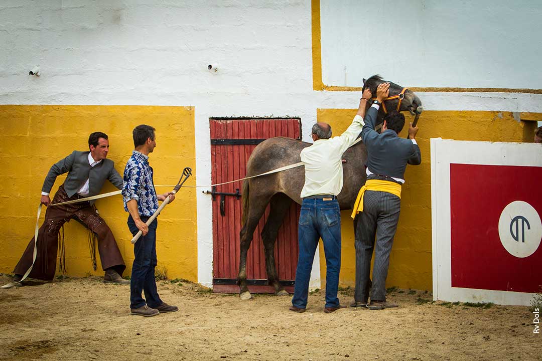 Les arènes de l'élévage.