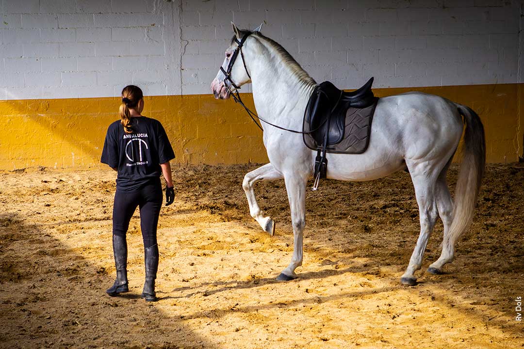 Le pur-sang au dressage.