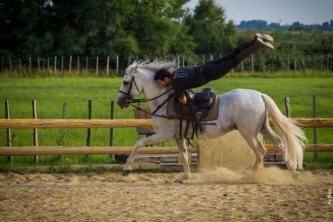 Après l'éffort le cheval et son cavalier.