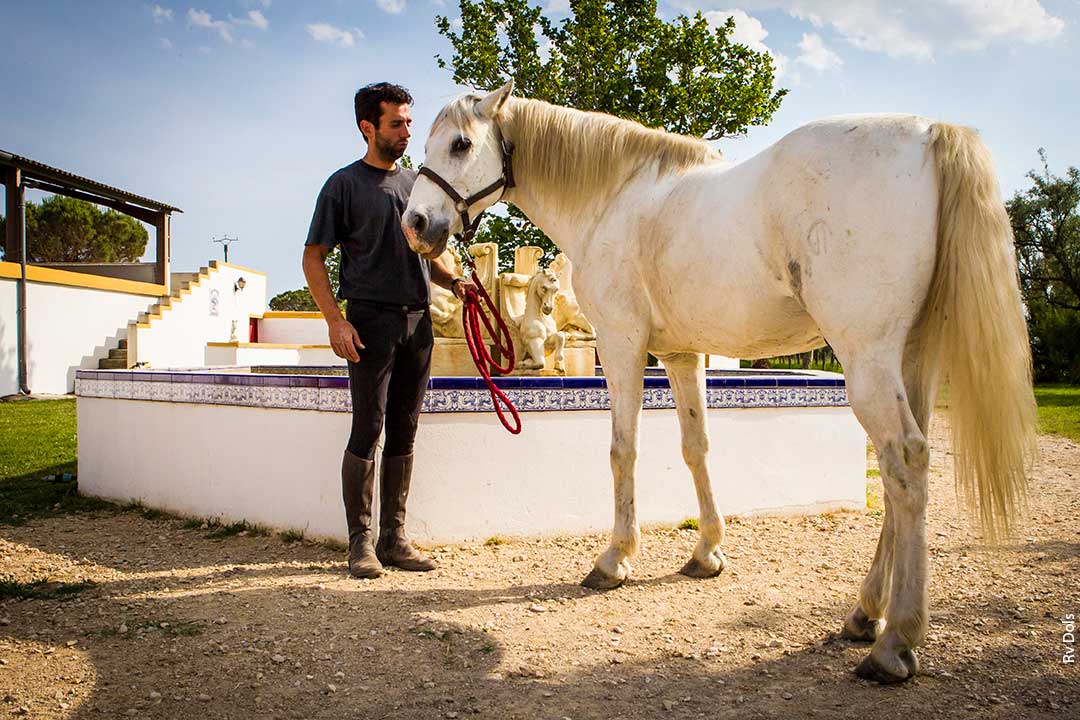 Voltige à cheval.