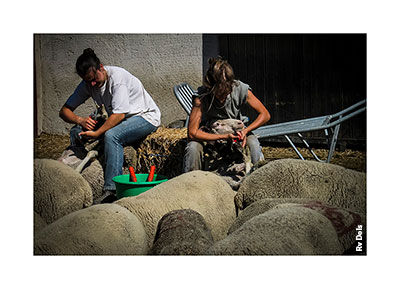 Des ovins pendant les soins.
