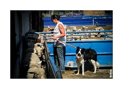 Préparation avant la transhumance.