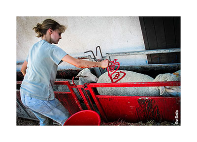 Le marquage des moutons.