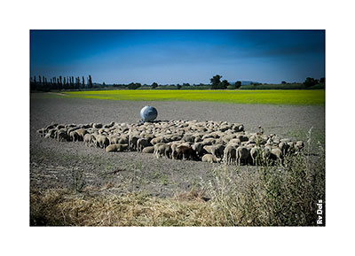 Les Genets d'Espagnes élevage de chevaux à Beaucaire dans le Gard France.