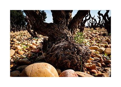 Un sarment de vigne.