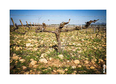 Un pied de vigne.