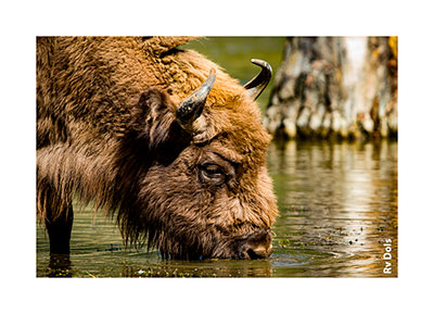 Gros plan sur un bison.