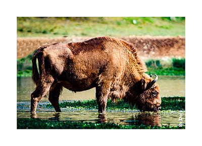 Bison qui boie de l'eau.