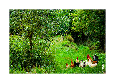 Le coq et ses poules.