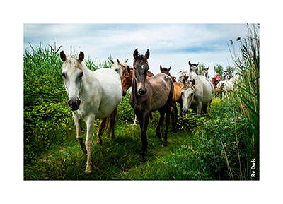 Les Genets d'Espagnes élevage de chevaux à Beaucaire dans le Gard France.