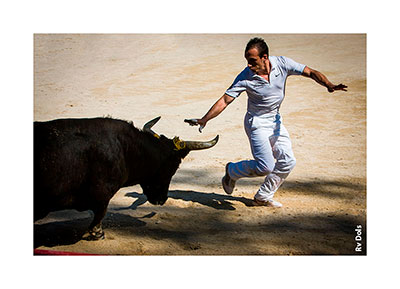 Un taureau et un raseteur en action.