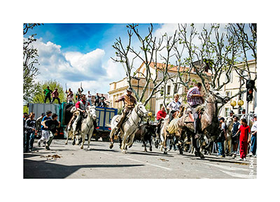 Chevaux et Taureaux dans les rues d'Arles.