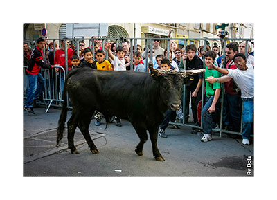 Taureau et la foule.
