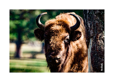 Portrait d'un bison.